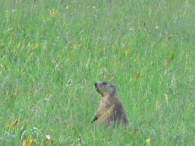Munger beim Ausschau halten nach Gefahr.