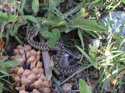 Kreuzotter. Biss ist hoch Giftig!!