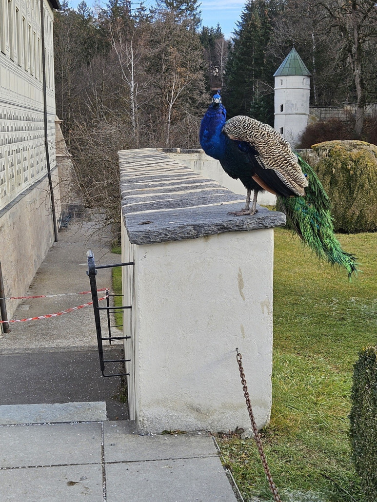 frei laufender Pfau im Schloßgarten