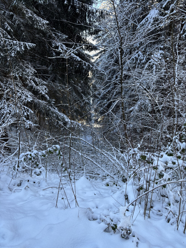 Ehemalige Trasse - stark zugewachsen