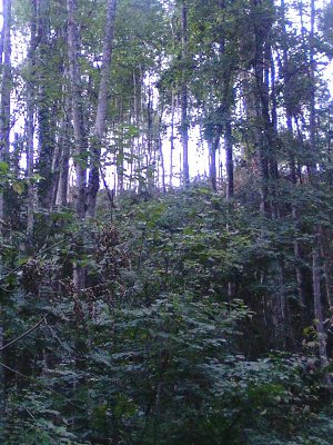 von der Strasse hinter dem Pumpenhaus einmal hoch geschaut, dort oben hinter dem Gestrüpp ist der mysteriöse &amp;quot;Ufolandeplatz&amp;quot;