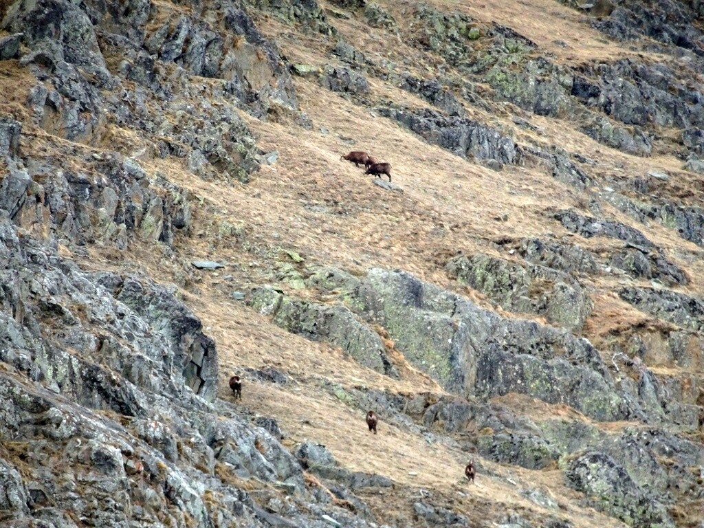 Wer aufmerksam ist, findet fast immer Gämse ;)