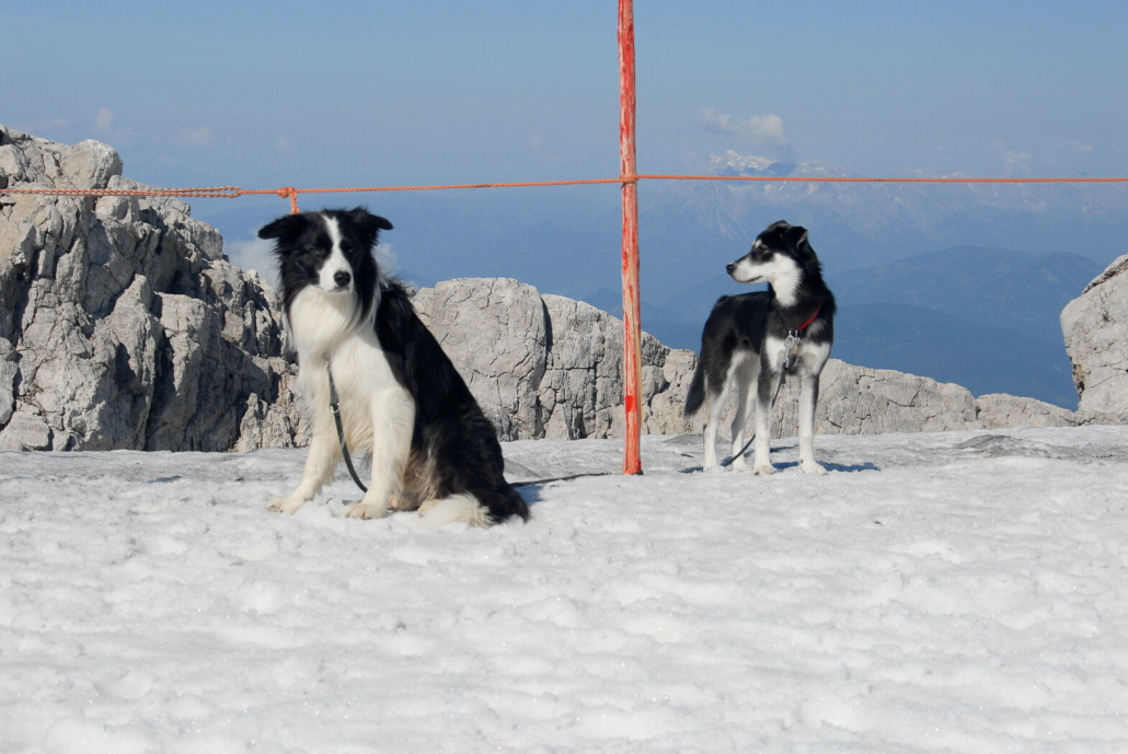 Angus und Naya, unsere damaligen treuen Begleiter