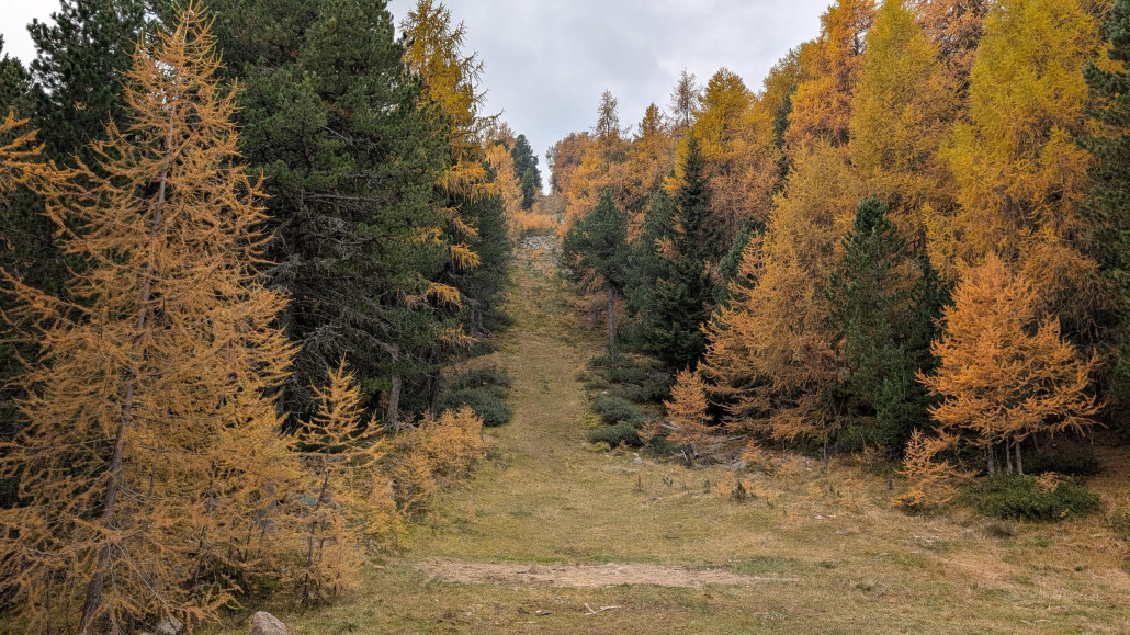 Der schöne alte Panorama SL ist perfekt geschliffen. Nichts mehr da.