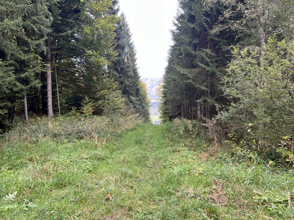 Unterer Abschnitt Höllwieslift (LSA)