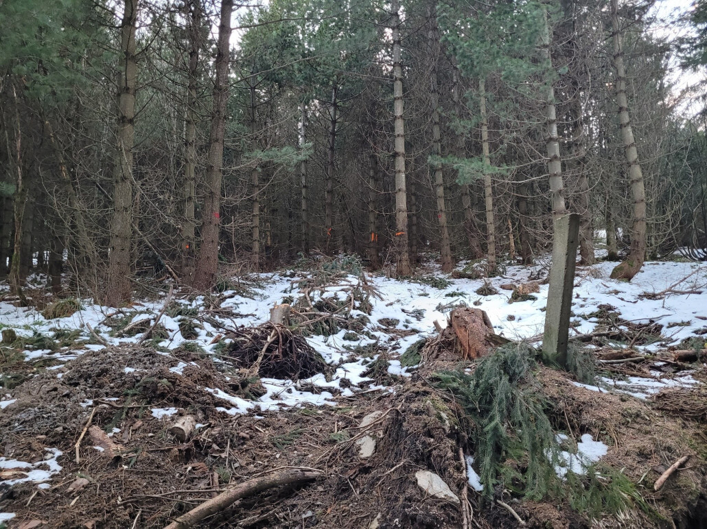 Diese Bäume müssen für die künftige Trasse der KSB weichen.