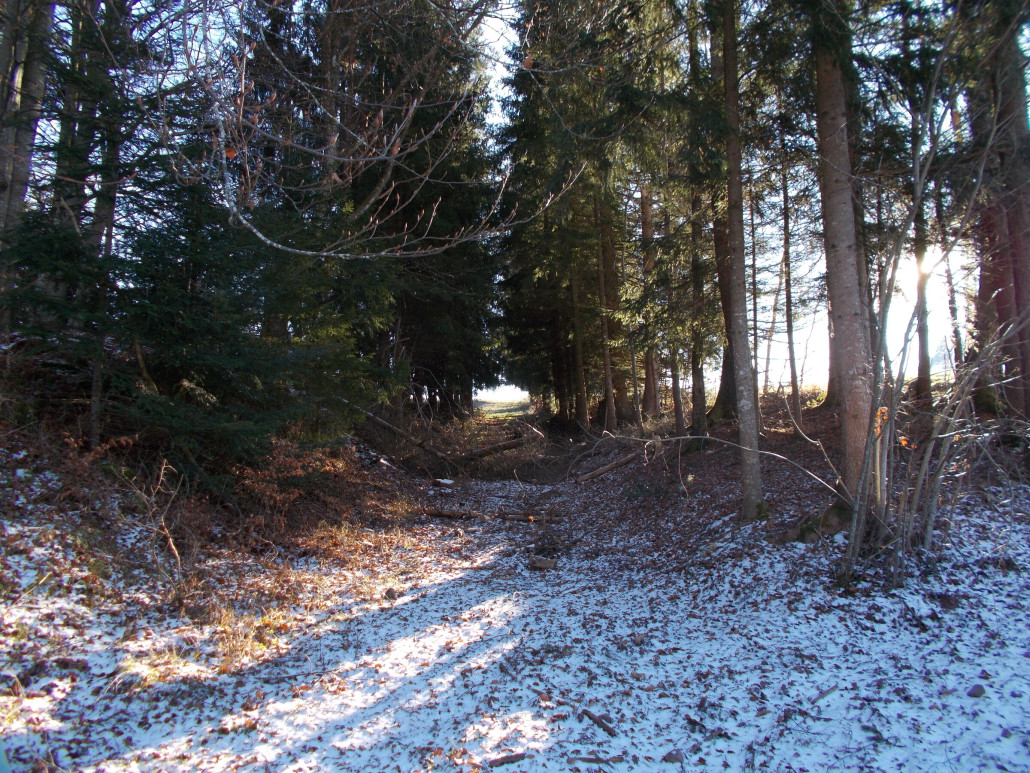 Hier ist die alte Trasse des Seillifts, mitten durch den Wald.