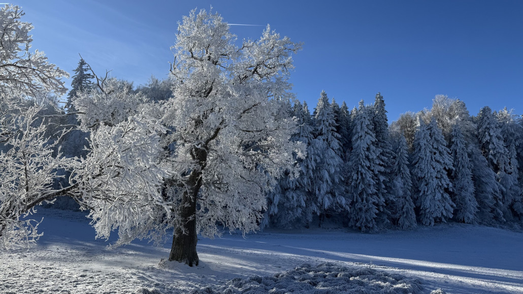 So schön kann Raureif sein