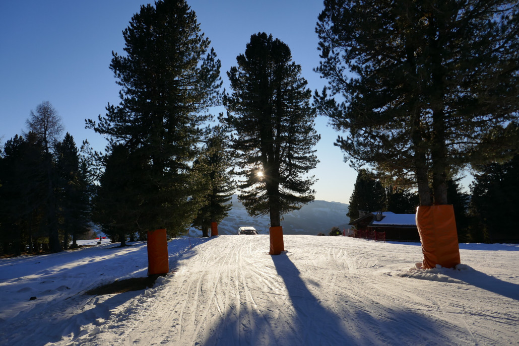 Das einzige Highlight auf den flachen Bellamonte Pisten: Bäume mitten auf der Piste im Abendlicht.
