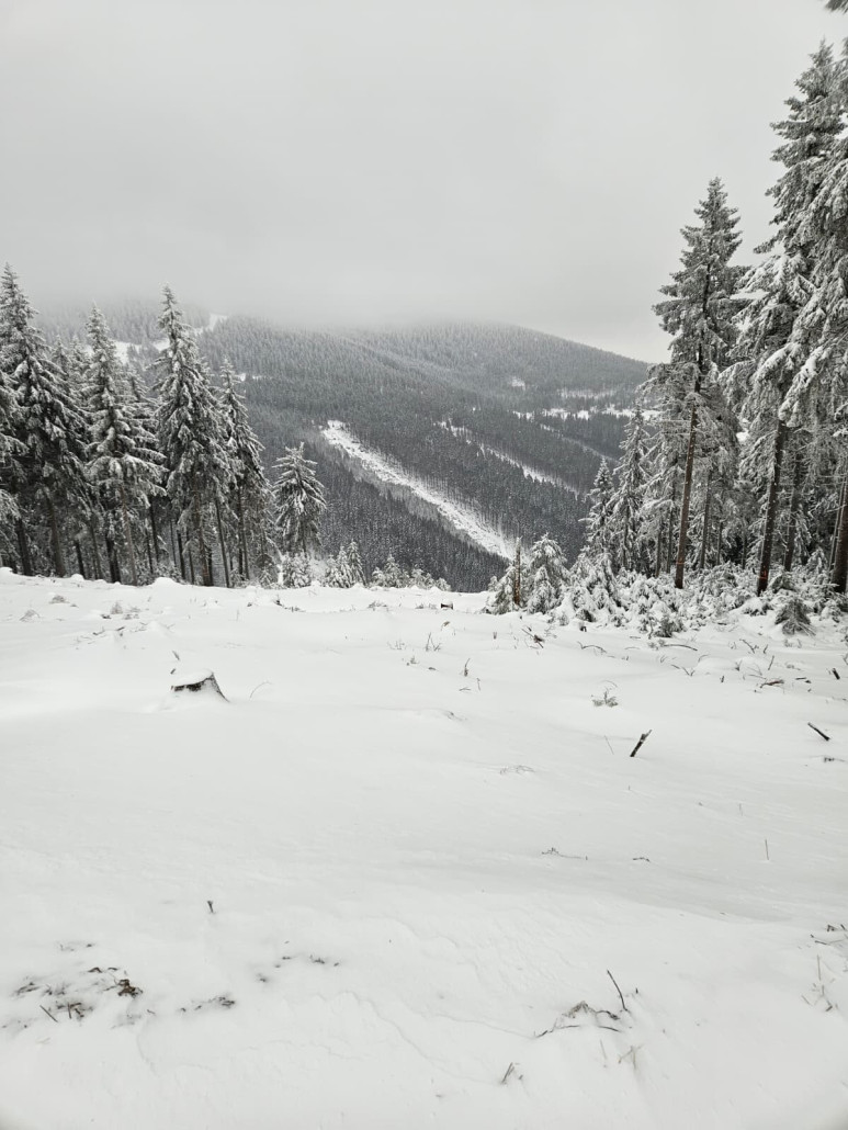 Waldschneise Rondo.jpg