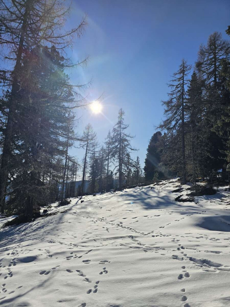 Spuren im Schnee zeugen von tierischen Besuchern ;)