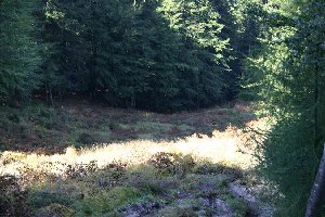 Rodungen an der alten Skiroute vom Gipfel 2. Bitte die Bildqualität nicht kommentieren *schäm*