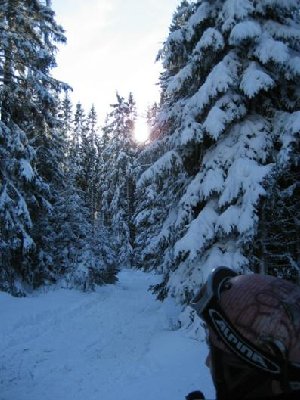 VERSCHNEITER WALDkl.JPG