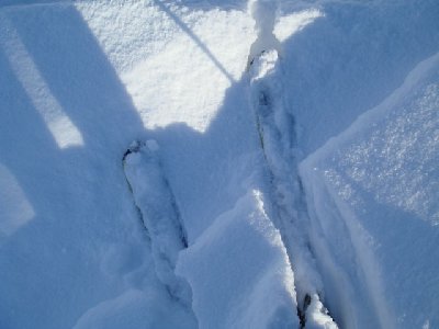 Powder neben der Piste