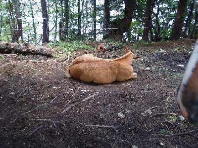 weiter unten entlang des Wanderwegs zur Sausteigalm waren auf einmal 5 Pferde mitten im Wald..komsich, Kühe ok,aber Pferde...