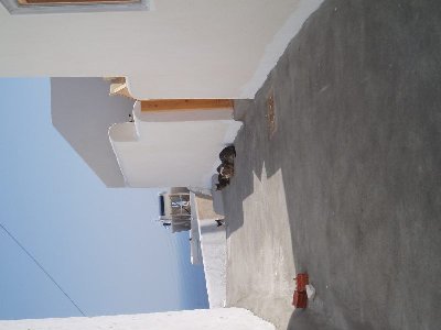 Santorin, die Insel der Katzen und Hunde