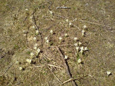 Aber es ist halt auch auf 1700m Frühling.