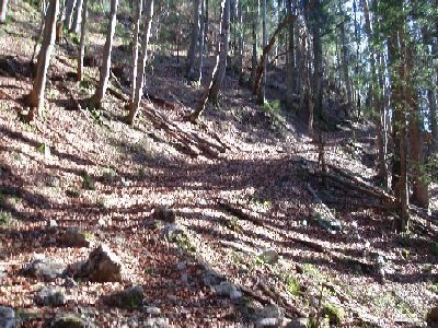 zurück war alles ausgetrocknet und ein Streicholz hätte gereicht um die Blätter abzufackeln...