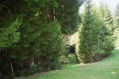 Blick von oben in die Schneise...