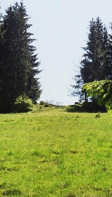 Trasse nach Waldschneise