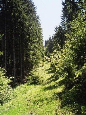 Eingewachsene Trasse des Klammlifts