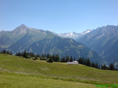 der Ahorn - nun wieder ohne Neuschnee :(