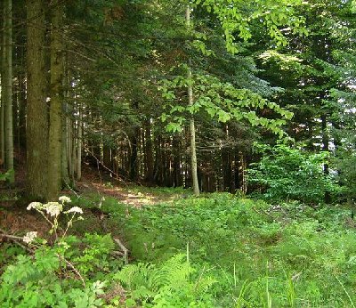 Hier am Waldrand könnte die Bergstation gewesen sein.