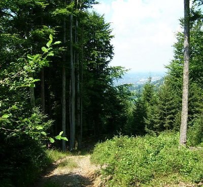 Blick von oben in die vermutliche Schneise...