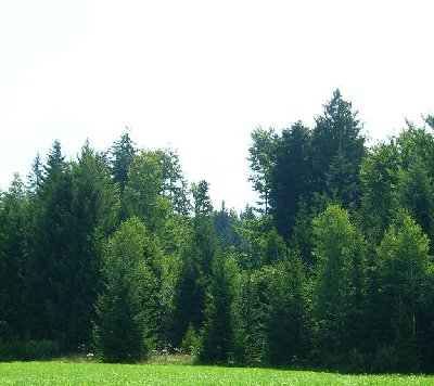 Wohlmöglich führte der Lift noch weiter durch den Wald?