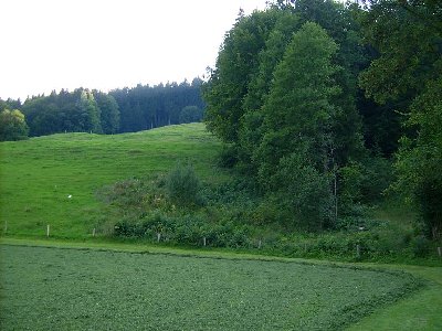 Wo verlief der Lift? Im Wald war keine Schneise mehr zu sehen.