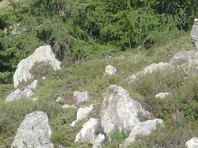 Auf dem Bild ist irgendwo ein Murmeltier zu sehen, das weiß ich noch, wo weiß ich jetzt aber nicht.