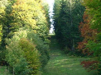 Waldschneise LSAP Walthersalplift