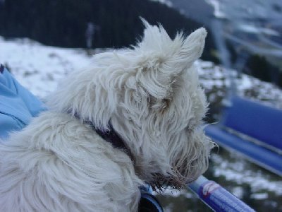 Der möglicherweise erste Hund auf dieser schönen Bahn.