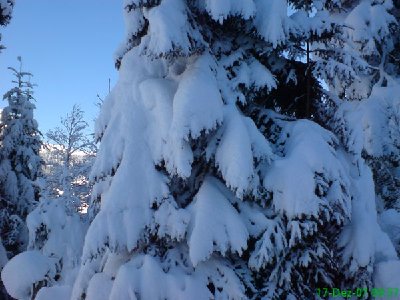 unglaubliche Neuschneemenge auf den Bäumen