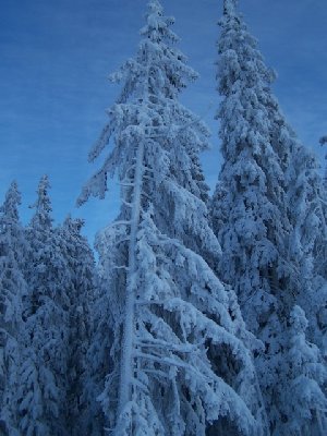 &amp;quot;tiefgefrorene&amp;quot; Bäume
