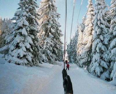 Fahrt durch Winterwald