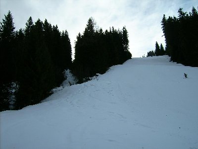 Trasse des SL durch den Wald