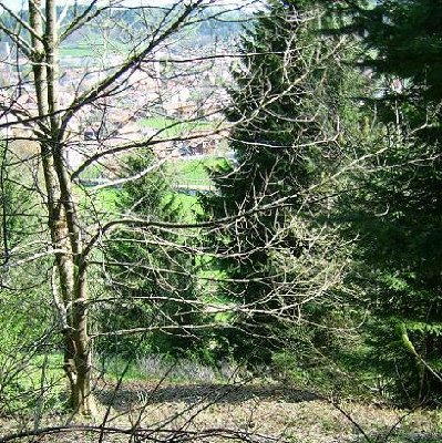 Habe mich durch den Wald nach oben gekämpft...