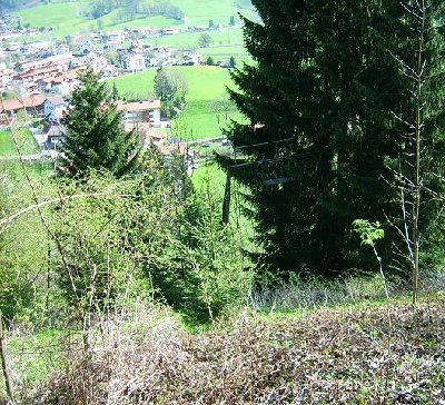 Stütze 2 steht voll im Dickicht