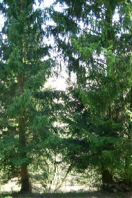 Hier soll er mal verlaufen sein? Muss wohl schon 20 Jahre her sein...