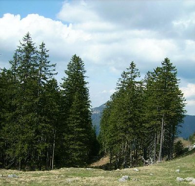 Hier kann man noch die Schneise erahnen...