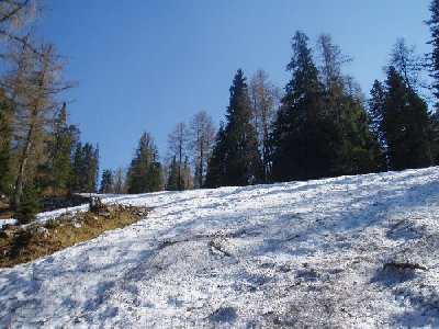 jetzt ist der Schnee auch mit Nadeln und Co. versetzt