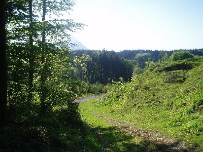hier vorne treffen wir den Forstweg ( Umfahrung )