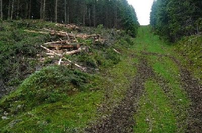 alte schlepplifttrasse, rechts im bild das derzeitige ende der rodung für dir trasse der neuen sesselbahn