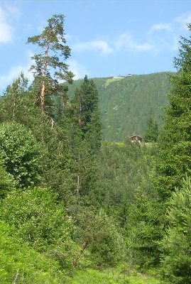 Alte Schneise unterhalb Mittelstation der neuen Bahn