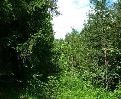 Zugewachsen: Alte Trasse mitten im Wald