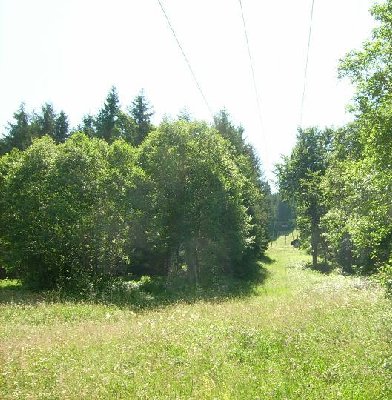 Walschneise vor Ausstieg