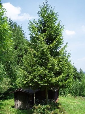 Häuschen, das entweder vom Skiclub war oder die Mittelstation...