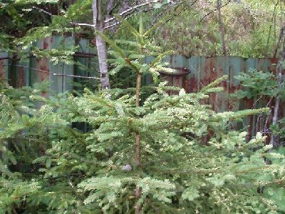 ein weiteres Indiz ist dieser Fangzaun