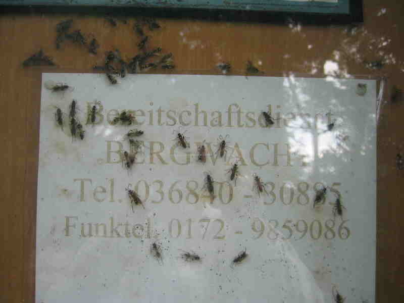 Das Schild hängt in der Bergstation vom Inselsberg Schlepplift.